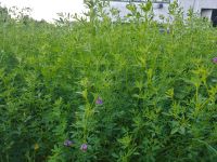 Alfalfa Seeds