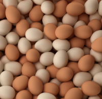 Chicken Eggs