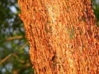 CHACA  ( ChakaãGumbo Limbo )