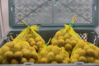 Fresh Vietnam Longan