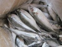FROZEN INDIAN MACKEREL