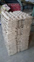 Paper Egg Trays From Pakistan
