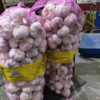 Distributor Wholesale Fresh Pure White Garlic