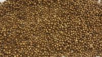 Coriander grains