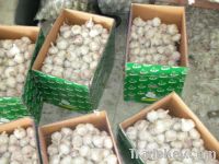 Sell   Garlic (skype:wzm103)