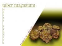 white truffle tuber magnatum