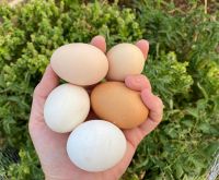 LOW PRICE CHICKEN WHITE AND YELLOW EGGS AVAILABLE