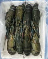 WHOLESALE FROZEN LOBSTER FOR SALE