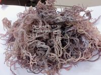 Wholesale Dried Purple Seamoss from Viet Nam/ Irish Moss from the beach