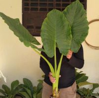 Alocasia Macrorrhiza Medium Size