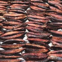 Dried Maldive Fish