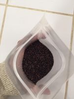 Quinoa
