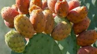 Argan, prickly pear seed oil huile de graines de figue de barabrie , argan 