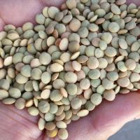 https://cn.tradekey.com/product_view/100-Mature-Canadian-Red-Lentils-Green-Lentils-For-Sale-9479899.html