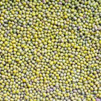 100% Mature Canadian Red Lentils / Green Lentils For Sale