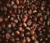 https://cn.tradekey.com/product_view/100-Top-Quality-Fresh-Chestnuts-organic-Chestnuts-9480525.html
