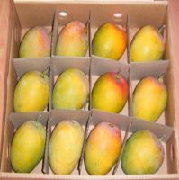Wholesale Fresh Mango / Alphonso Mango Fruit / Mango Pulp From South Africa