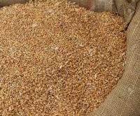 Alfalfa Seeds,Natural Alfalfa Seeds,Lucerne Seeds For Sale  From South Africa