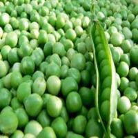 Sell Bulk IQF Frozen Vegetable Green Peas  From South Africa