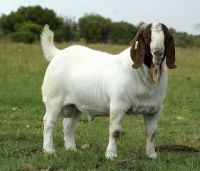 Livestock Boer Goats, Live Sheep & Live Goats