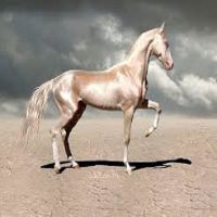 american quarter horse