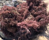  Wildcrafted Sea Moss / Dried Sea Moss Purple - Larry Vo (Whatsapp/Line/Viber/Ka