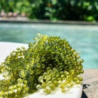  SEA GRAPES WITH ...