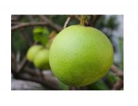 honey pomelo / grapefruit export to EU, USA - Wholesale for fresh citrus fruit / fresh pomelo fruit