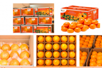 https://cn.tradekey.com/product_view/Fresh-Fruit-Delicious-Oranges-For-Sale-Fresh-Navel-Orange-9487461.html