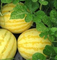 Yellow Peel Red Flesh Seedless Hybrid Watermelon Seeds For Growing-golden Seedless  3 Buyers