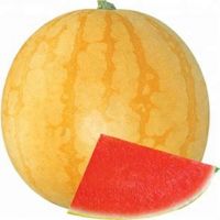 Yellow Peel red flesh seedless hybrid Watermelon Seeds for growing-Golden Seedless  3 buyers