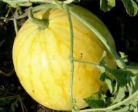 Yellow Peel Red Flesh Seedless Hybrid Watermelon Seeds For Growing-golden Seedless  3 Buyers