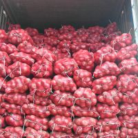 Nashik Premium Quality Dry Onion fresh from Farm