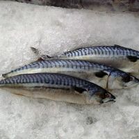 Frozen Mackerel Fish