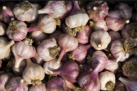 Garlic