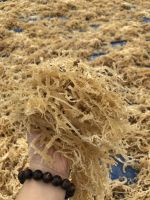 Sea Moss Irish Moss Eucheuma Cottonii Make Gel, Soap SARAH 84347587878