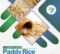 High Quality Paddi Rice