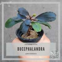 Bucephalandra Sp. Red