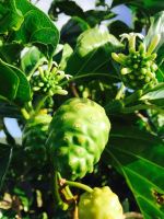 100% Organic Noni juice.1 liter, Saipan POPZ NONI From Northern Mariana Islands