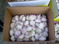 Fresh Garlic