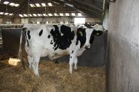 Bulls Simmental Dairy Cattle/Live Pregnant Friesian Holstein Heifers Cow