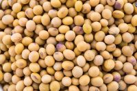 soybean NON GMO # 2
