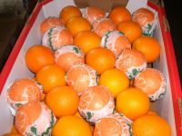 Navel orange 