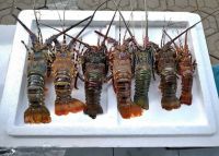 Fresh Nad Frozen Lobsters