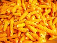 Best Quality Natural Yellow Corn /maize For Animal