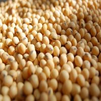 Soybeans - Soybeans High Quality Non Gmo Yellow Dry Soybean 