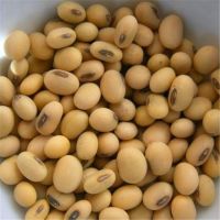 Soybeans - Soybeans High Quality Non Gmo Yellow Dry Soybean 