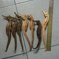 Dried Sea Horse