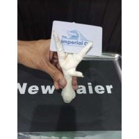Chicken feet & paws on sale (halal)
