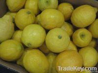 Fresh Eureka Lemon From South Africa